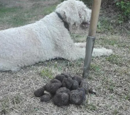 Casa Giardino Feriehus *