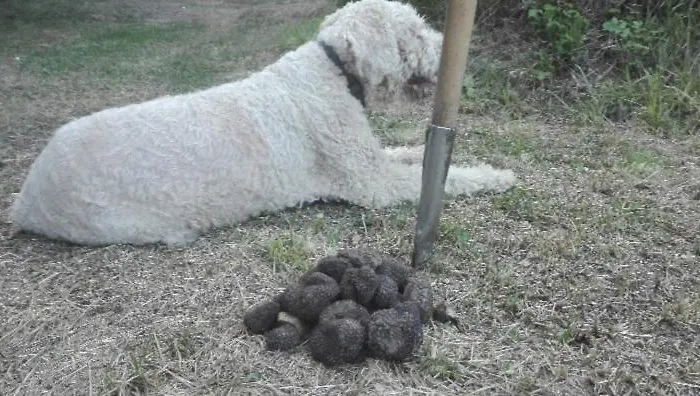 Casa Giardino Σπίτι διακοπών *